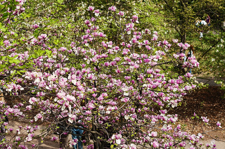 Bloomy magnolia tree with big pink flowers, a Nature Photo by TanaCh