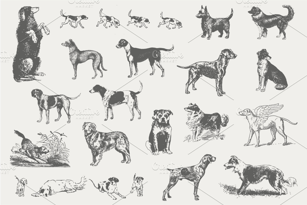 Vintage Dog Illustrations, an Illustration by Leah Suzanne
