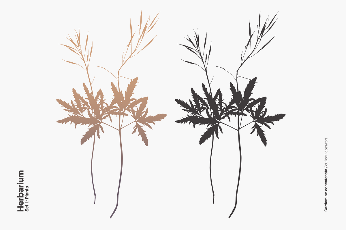Herbarium: Set 1, a Decorative Illustration by Texture Fabrik (Photo 8 of 19)