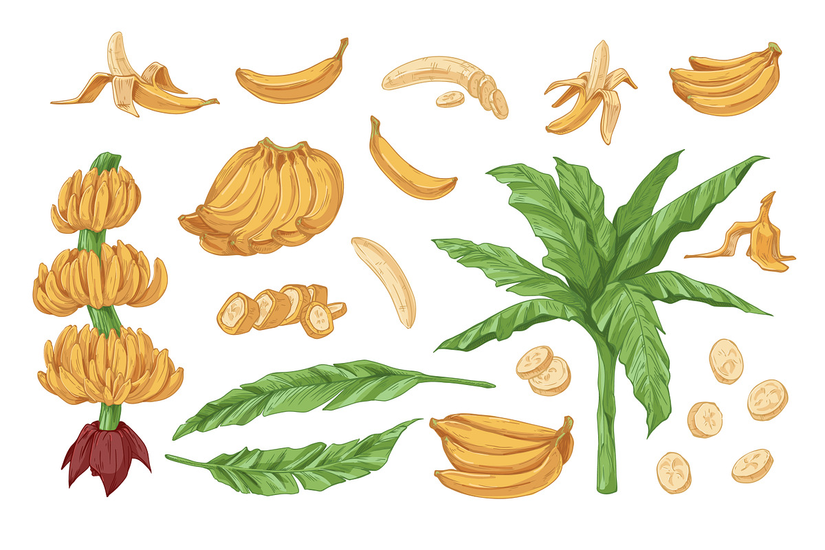 Exotic banana fruit, hand-drawn set, a Food Illustration by Good Studio (Photo 2 of 3)