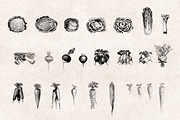 Vegetables Engravings Set, an Object Graphic by Graphic Goods (Thumbnail 3 of 6)