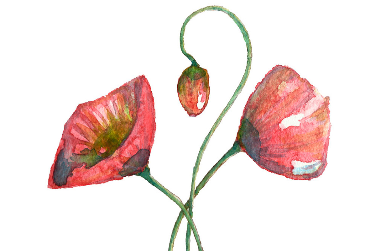 Bundle offer of watercolors, an Animal Illustration by Watercolor_Vector Graphic (Photo 25 of 27)