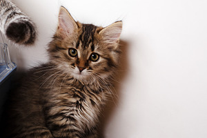 Fluffy tabby kitten sitting against a white background, looking at the camera w, an Animal Photo by Ales Munt