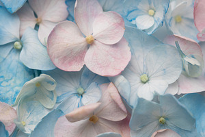 Delicate blue and pink hydrangea blossoms background pattern, a Background Photo by Olena Rudo
