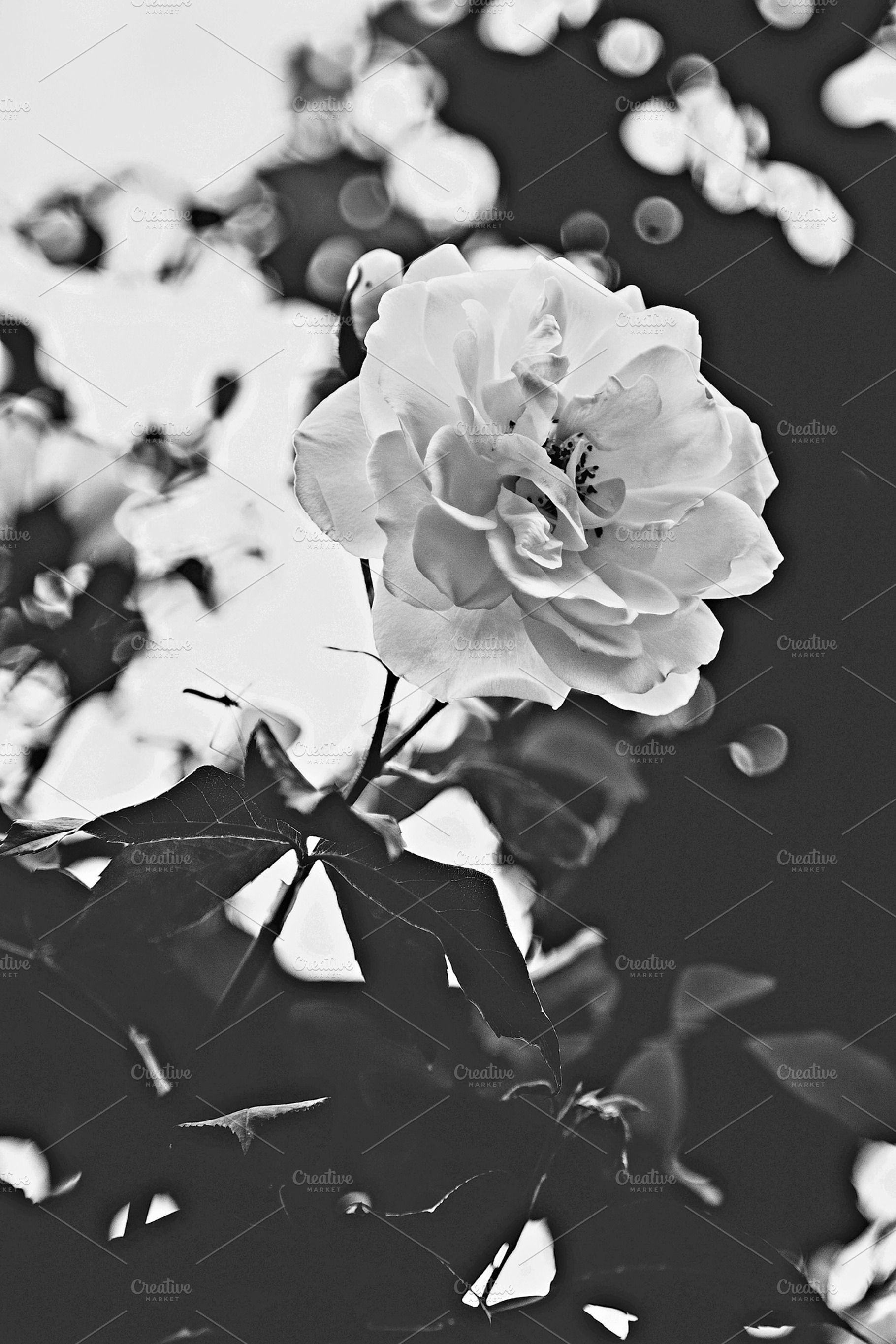 Iseeyouphoto simplyroses 3 stock photo containing floral and flower