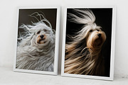 Dogs with long hair. 111 images, an Animal Photo by Handmadefont (Thumbnail 15 of 15)