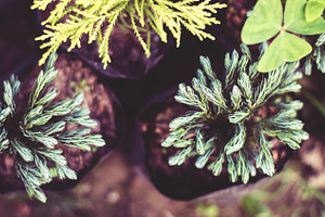 Some Thorny Garden Plants