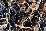 72 Microscopic Fungi Backgrounds, a Background Graphic by h.utomo (Thumbnail 13 of 72)