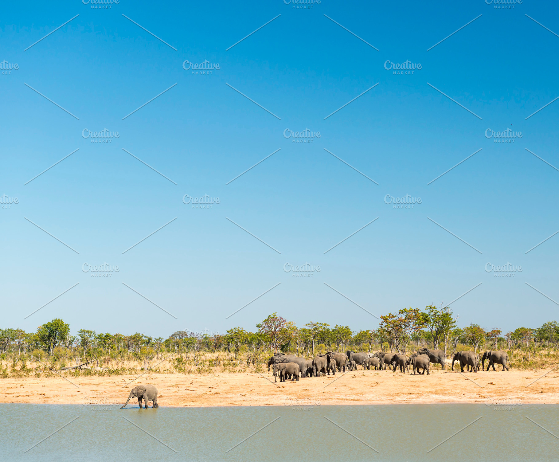 Elephant Herd, an Animal Photo by THP Creative