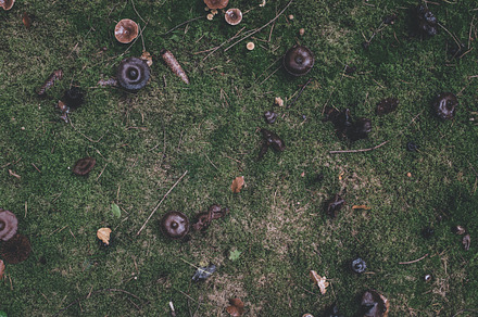 Forest floor in autumn colors stock photo containing forest and scene, a Nature Photo by PhotoMarket