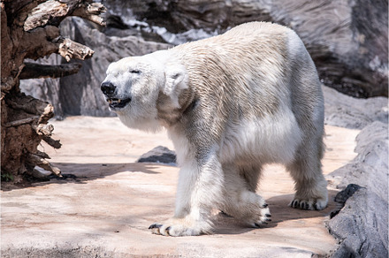Whote polar bear walking in the zoo, an Animal Photo by pytyczech
