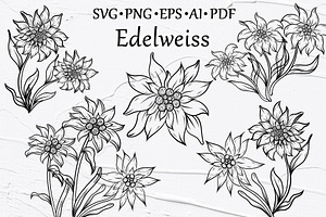 Edelweiss Line Art Clipart