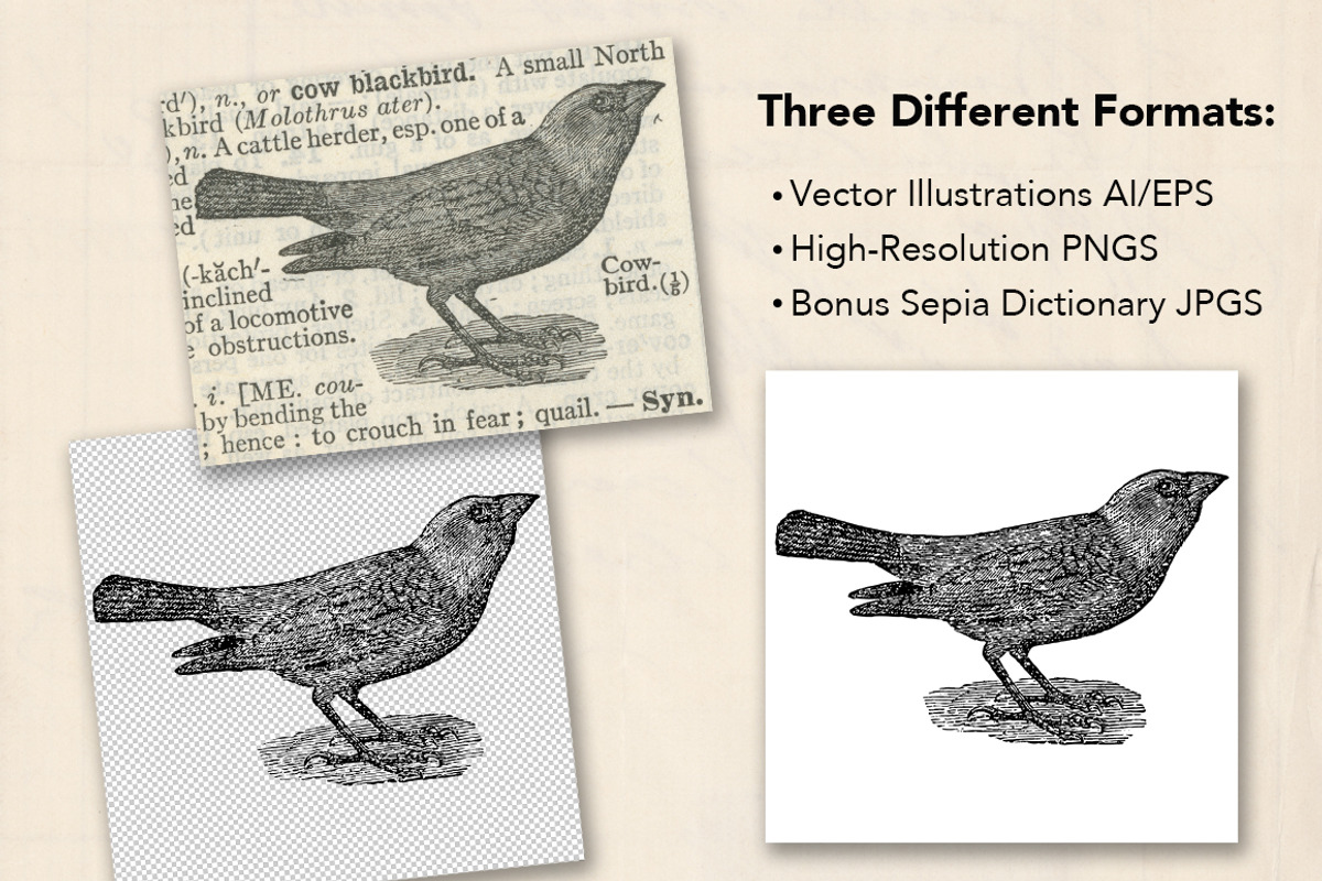 Dictionary Engravings Birds Vintage, an Illustration by Piddix Archives (Photo 5 of 5)