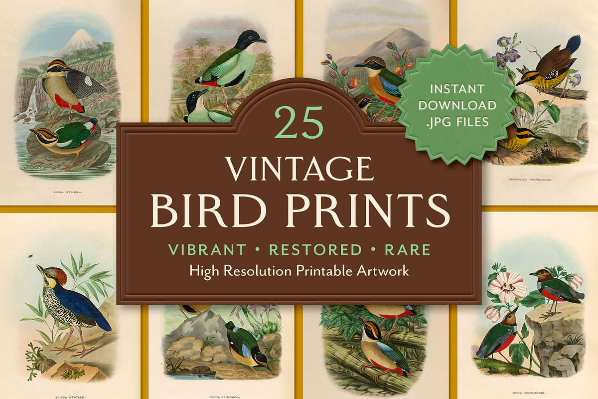 25 Vintage Bird Prints, an Animal Illustration by The Object Atlas (Photo 1 of 9)