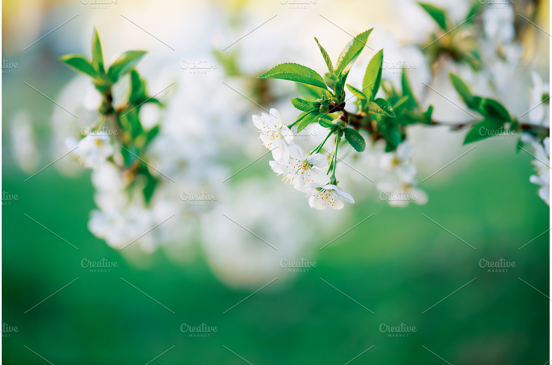 Cherry flowers frame, a Nature Photo by Nature and travel