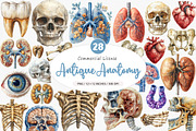 Vintage Antique Anatomy Clipart, an Illustration by SinaCreation (Thumbnail 1 of 5)