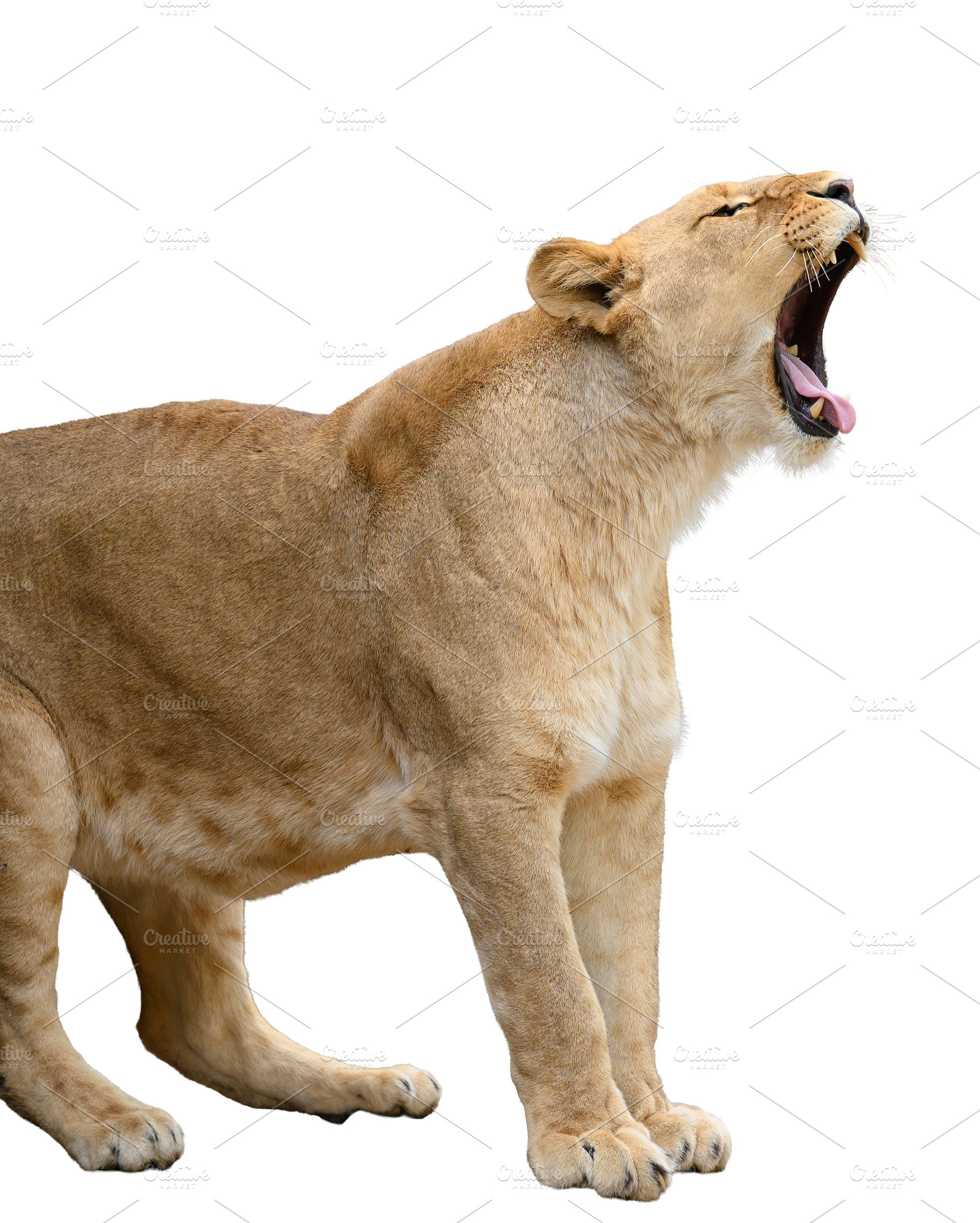 A roaring lioness with an open mouth on an isolated background, an Animal Photo by ndanko