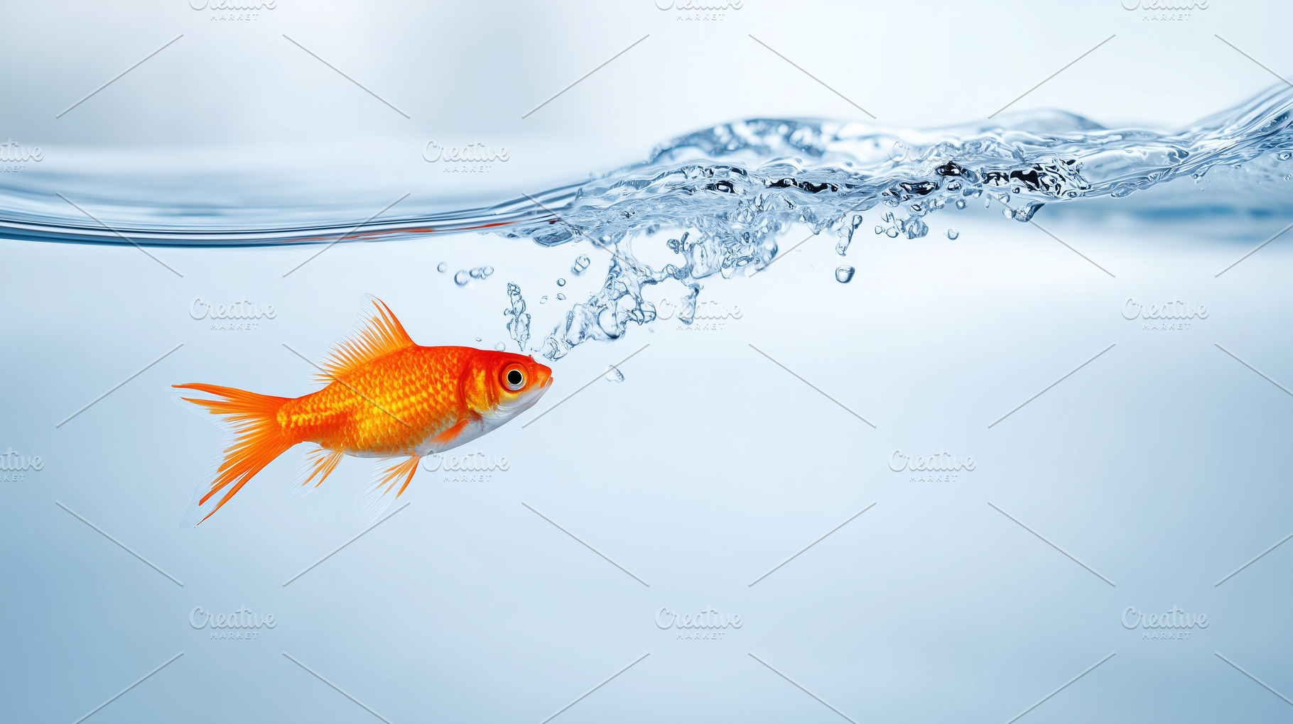 Bright orange goldfish swimming in, an Animal Photo by MistyDay