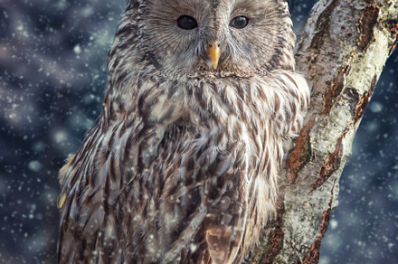 Ural Owl sit in a tree and looking on the the camera in winter t, an Animal Photo by Byrdyak