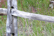 Alphabet Photography Letter E, a Nature Photo by Artistic Letters (Thumbnail 5 of 7)