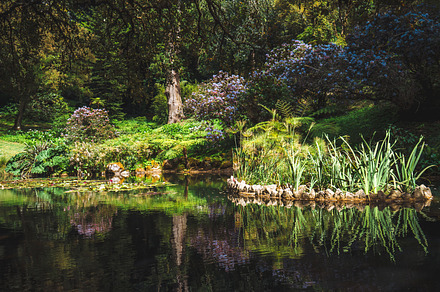 Garden pond with plant island