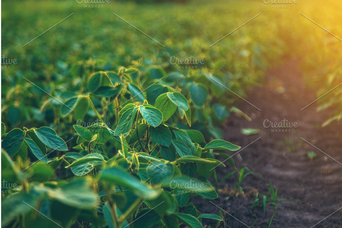 Soybean field grows in the field, a Plants & Tree 3D Model by yanadjana