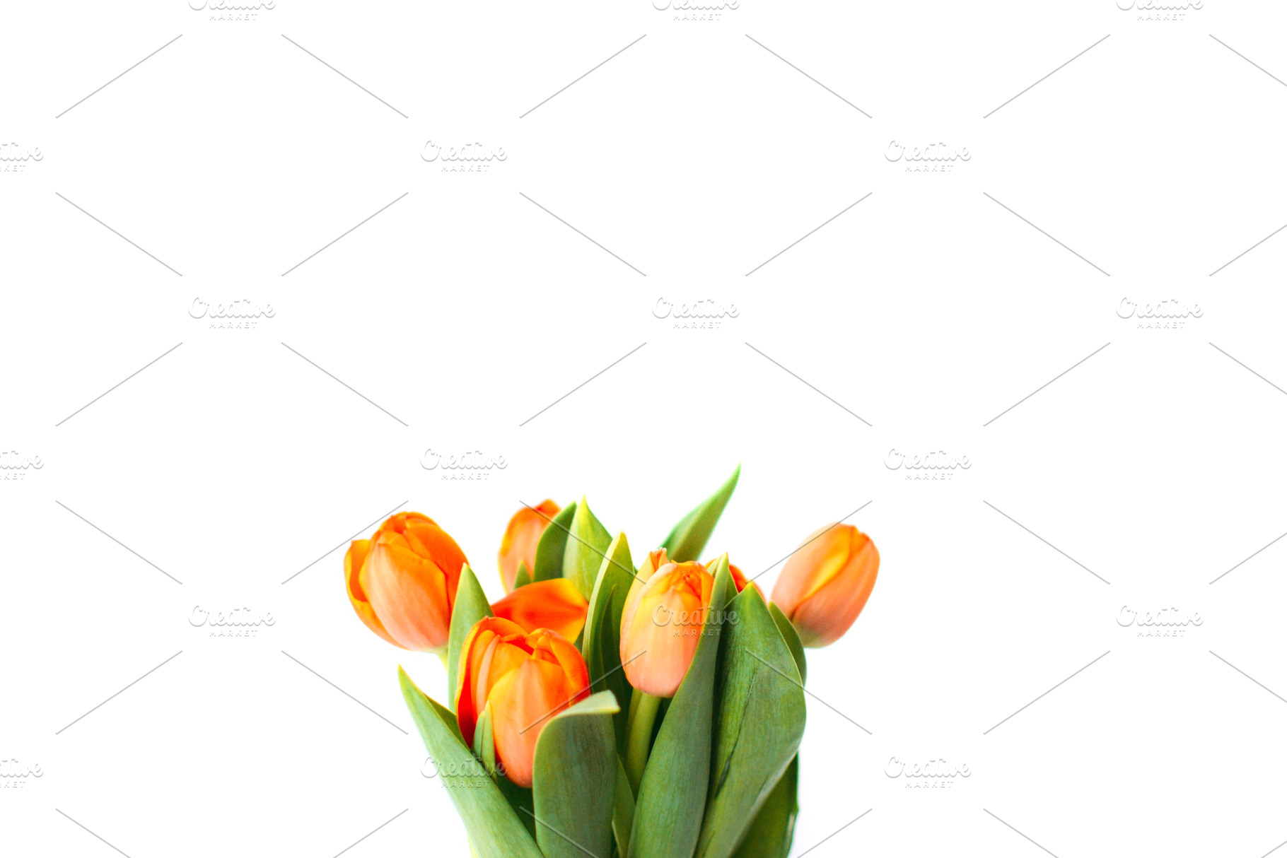 Tulip flowers containing tulip, flower, and red, a Nature Photo by Designme.sk