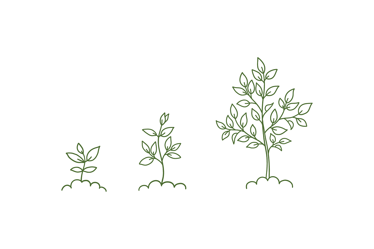 Tree Growth Stages, an Object Illustration by Ilia Design (Photo 3 of 6)