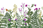 Wild herbs. Wildflowers in summer, an Illustration by irina.vaneeva (Thumbnail 4 of 5)