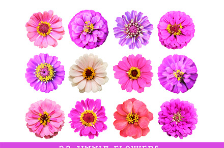 22 Zinnia Flowers Clipart Set
