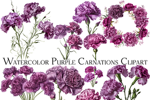 Watercolor Purple Carnations Clipart