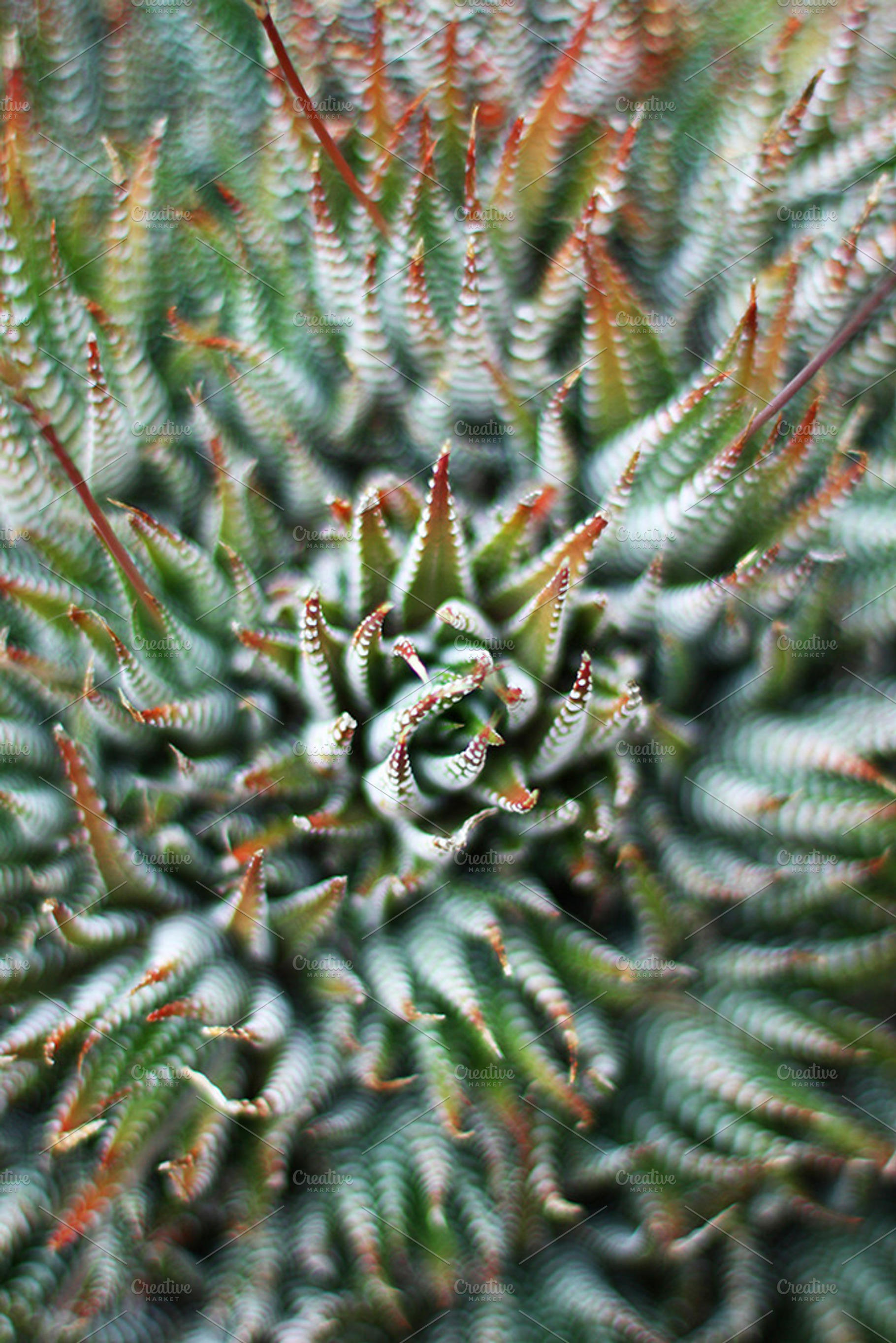 Green Tentacles