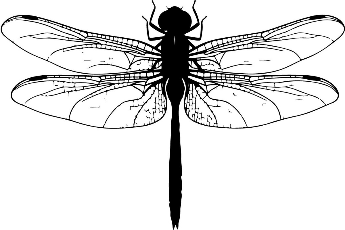 20 Dragonfly Silhouette Mega, an Object Graphic by Designer_Momina (Photo 12 of 19)