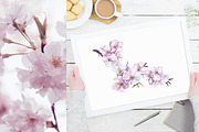 Cherry Blossom Watercolor, a Decorative Illustration by Olga Koelsch (Thumbnail 4 of 9)