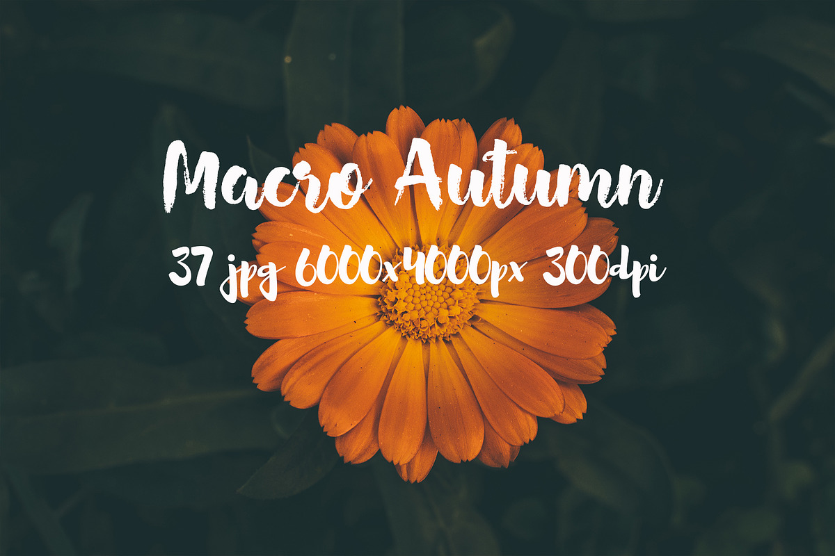 Macro Autumn photo bundle, a Templates & Theme by ApertureVintage (Photo 6 of 21)