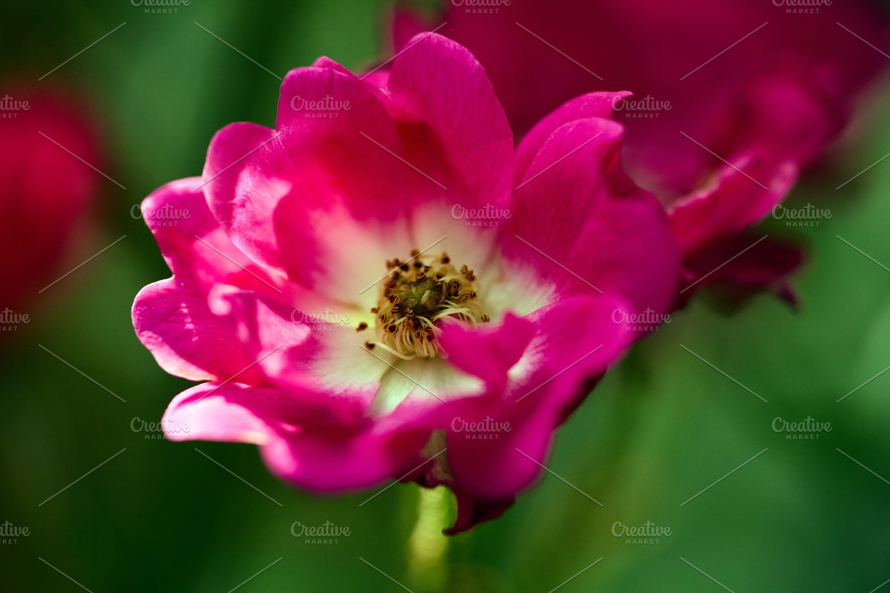 Pink rose flower blooming with white center in garden macro photo. Close-up pho, a Nature Photo by Rohan Photography