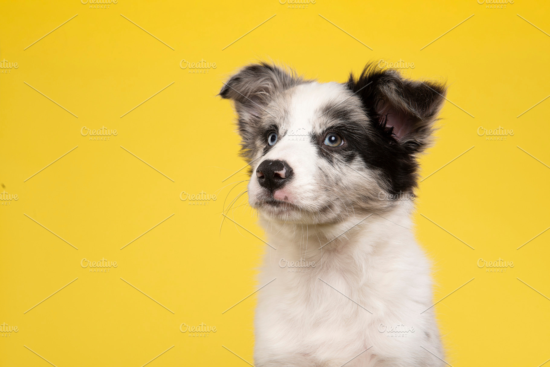 Portrait of a border collie puppy, an Animal Photo by Elles Rijsdijk