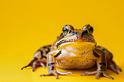 104 Frogs, an Animal Photo by Handmadefont (Thumbnail 15 of 17)