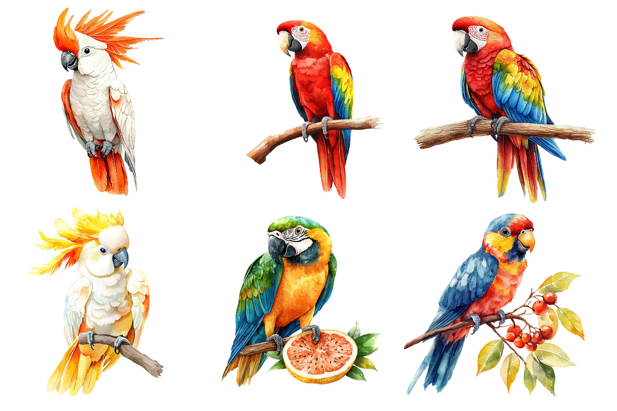 Parrots Watercolor Clipart,, an Illustration by Dream Creation (Photo 4 of 7)