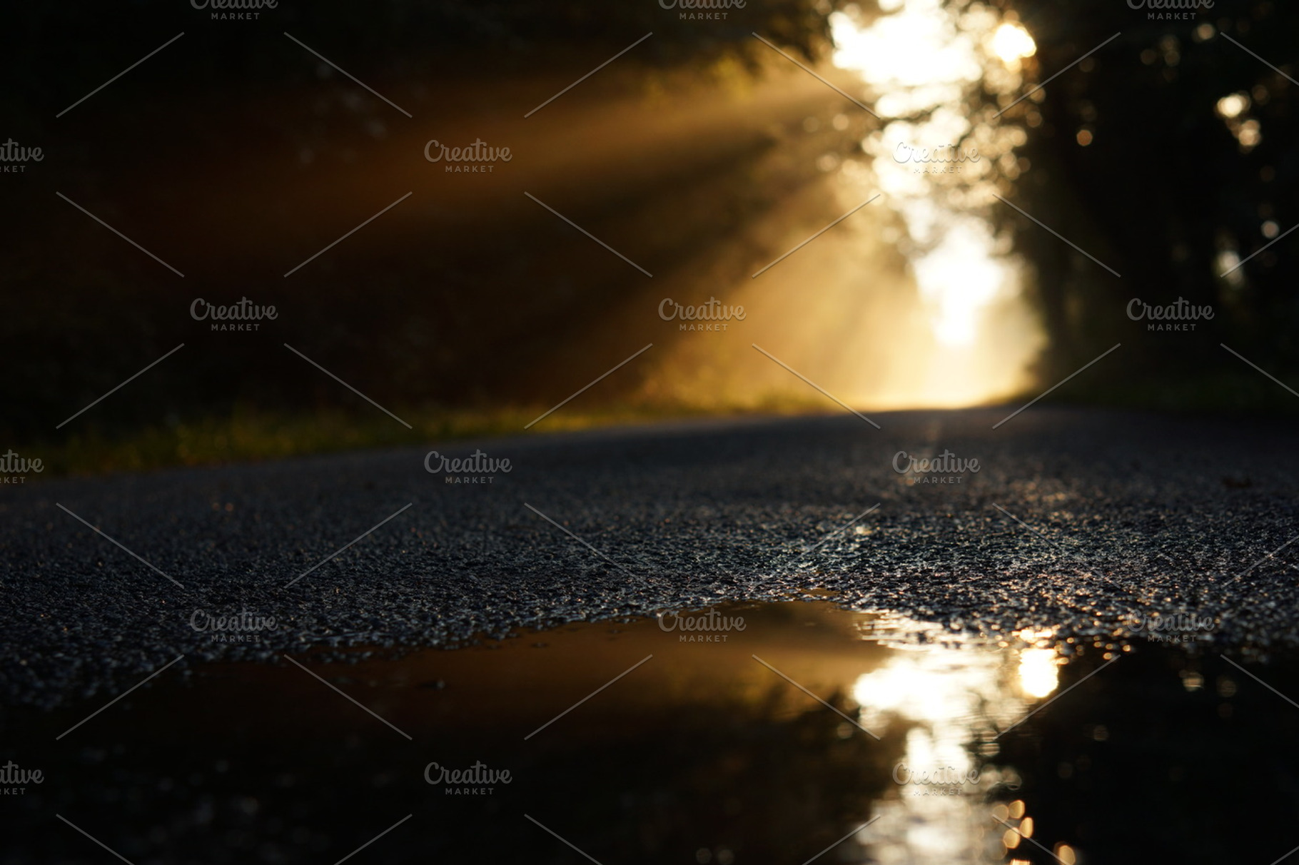 Morning Puddle