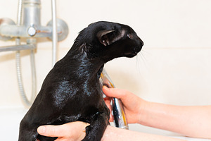 Black oriental cat taking bath, an Animal Photo by Vapi