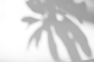 Leaves shadow overlay on white