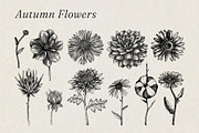 Autumn Leaves and Flowers Vector Set, an Object Graphic by Yevheniia (Thumbnail 5 of 11)