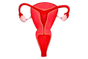 Human Internal Organs Clipart, a Healthcare Illustration by the_myro (Thumbnail 11 of 11)