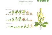 Life Cycle of Farming Plants, an Illustration by Ilia Design (Thumbnail 4 of 7)