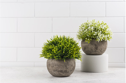 Decorative plants on kitchen table, a Nature Photo by Ekaterina_Markelova