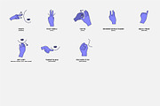 38 Hand Gestures Around the World, an Illustration by pkahraman (Thumbnail 5 of 6)