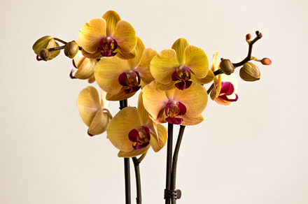 Tropical exotic Orchid, a Photo by wr7 Media