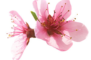 Almond pink flowers, a Nature Photo by Vapi
