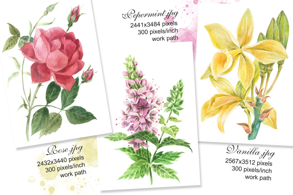 Botanical watercolor illustrations, an Illustration by Marina.Markizova (Photo 4 of 5)